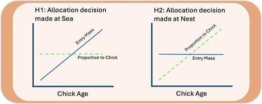 Two line graphs side by side illustrating theoretical parents mass entering the burrow vs the chick's age, according to each hypothesis. The leftmost graph, captioned "H1: Allocation decision made at Sea," shows that the entry mass increases linearly with the chick's age (indicated with a blue line of positive slope). Superimposed on this graph is a green dashed line of zero slope indicating the parent's entry mass fed to the chick, proportional to the chick's age, is constant. The second graph immediately to the right of the first, and titled "H2: Allocation decision made at Nest" shows the entry mass as a zero slope blue line, indicating constant entry mass. The superimposed dashed green line has a positive slope, suggesting the proportion of the parent's entry mass fed to the chick increases as the chick ages.