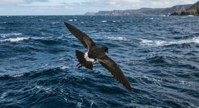 A realistic photograph showing a Leach's Storm Petrel from above and behind as it flies over a turbulent, dark blue ocean. The bird has dark, sooty plumage with a prominent white V-shaped band across its rump, and its wings are fully spread in flight. In the distance, a rugged coastline is visible under a cloudy sky.