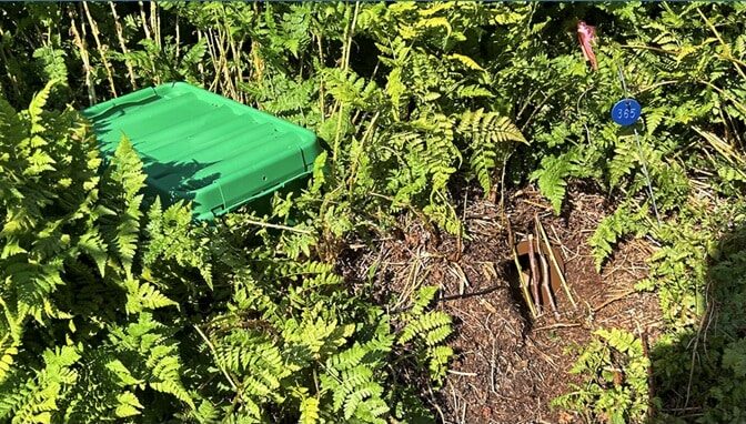 A photo of ferns with a weatherproof camouflage box in the upper left of the image and a brown pile of mulch center lower right. The weatherproof box is a kelly green with wide corrugations in the lid, the lid being the only part that is visible. It is set such that one corner is in the foreground and the corrugations follow parallel to one edge such that they appear going from lower left to upper right along the lid in the image. The pile of mulch has an aperture that appears to be lined with brown plastic that forms the entry cap of the BSM. It is partially covered with four twigs aligned mostly vertically. To the upper right of the image there is a blue tag with the number "365" etched in it, suspended by a thin metal rod with a hook on top.